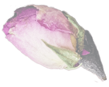 lormiellerie-pâtisserie-marocaine-fleur-pistache-seule